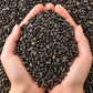 Basil Seeds – Tukh Malanga