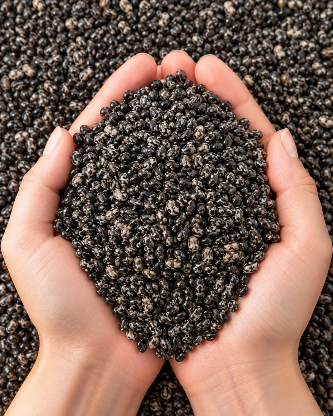 Basil Seeds – Tukh Malanga