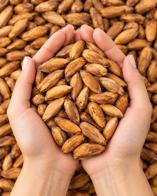 Chilgoza - Pine Nuts
