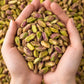 Plain Pistachios – Pista