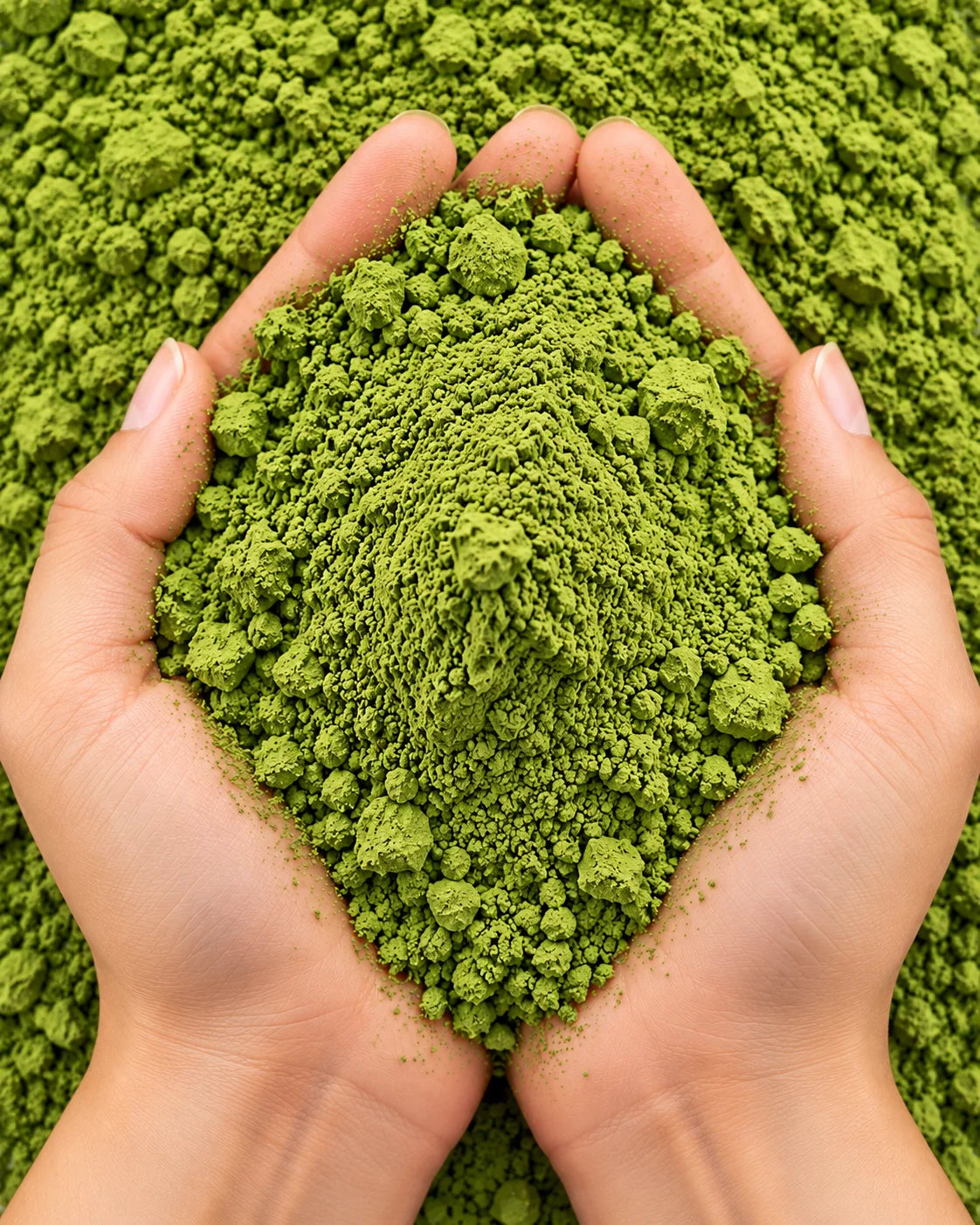 Moringa Powder – Sohanjna Powder