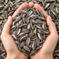 Sunflower Seeds